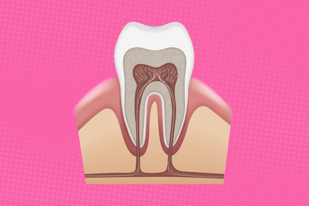 3d-illustration-of-the-inside-of-a-tooth-to-promote-affordable-root-canals-in-phoenix-ariziona